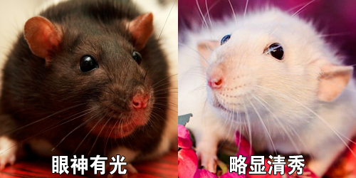 为什么会有人拿 这种动物 做宠物 腾讯新闻