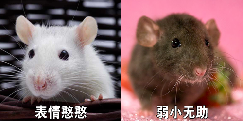 为什么会有人拿 这种动物 做宠物 腾讯新闻