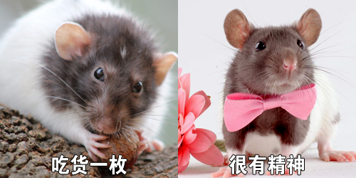 为什么会有人拿 这种动物 做宠物 腾讯新闻