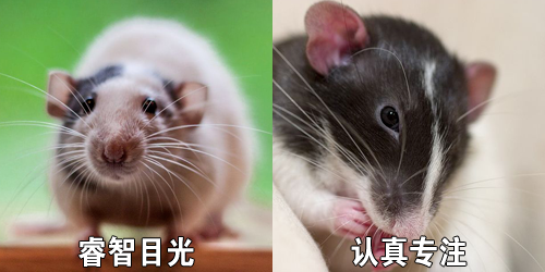 为什么会有人拿 这种动物 做宠物 腾讯新闻