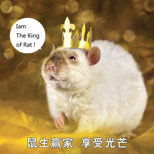 为什么会有人拿 这种动物 做宠物 腾讯新闻