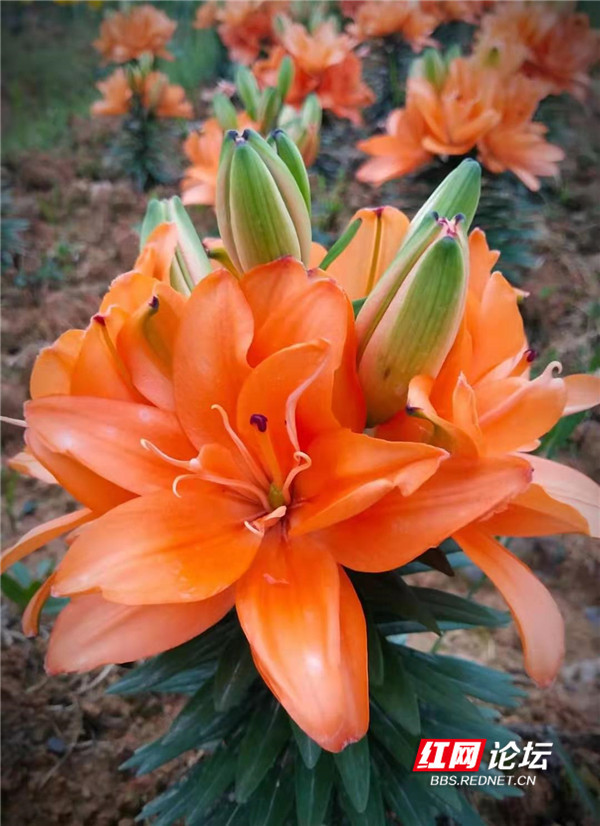 来自寂寞山谷的惊艳快看湖南龙山百合的绝世颜色