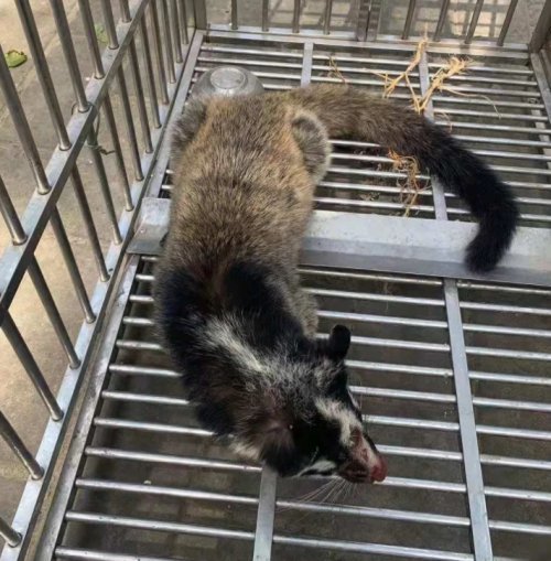 西峰公安救助一只国家三有保护动物果子狸