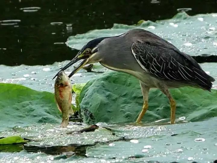【云游鞍山】生态美 人友善"打鱼郎"鞍山安家