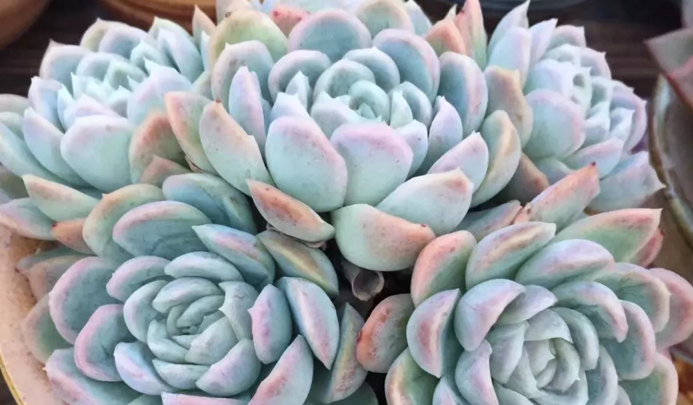 好好的一株冰梅变得特别难看,而且一旦开始徒长,它的枝干和叶片就变得