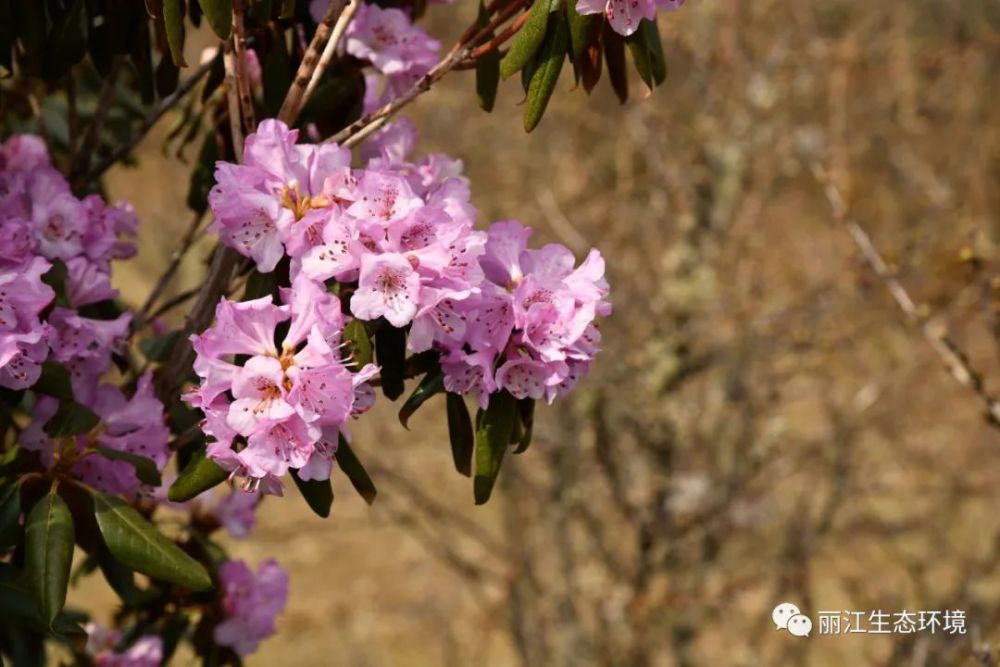 生物多样性百科红棕杜鹃