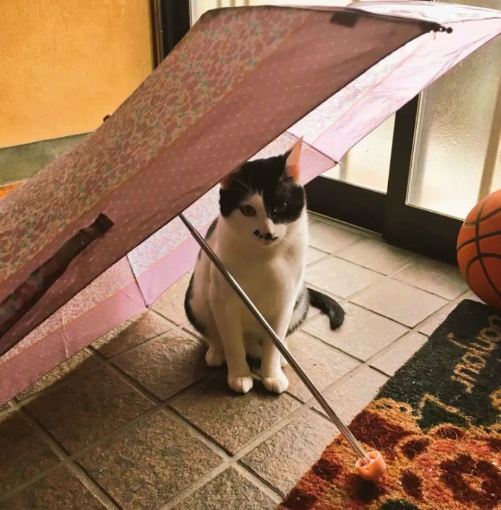 室内打伞在意大利,盐撒出来是不吉利的象征.