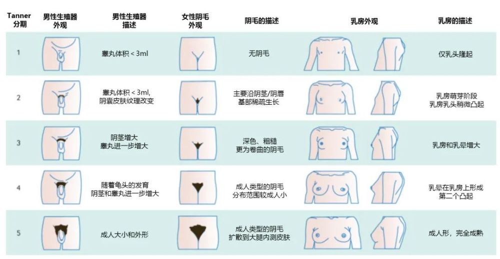 父母一定要了解的孩子青春期发育秘密