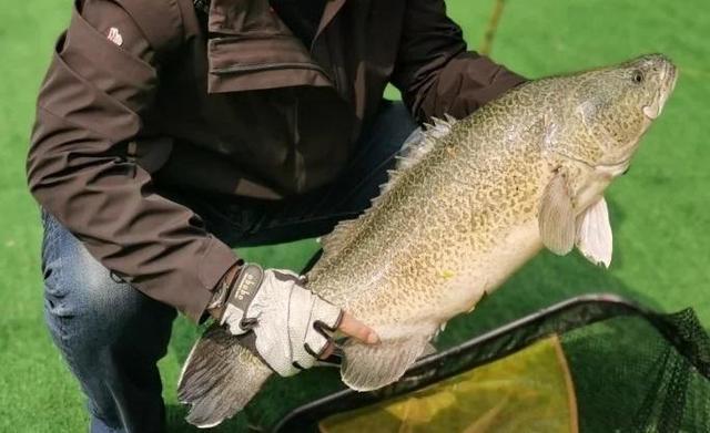 这种鱼是澳大利亚的国宝现已侵入我国水域网友担心会泛滥