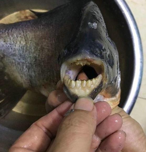 广东小伙钓上"食人鱼",四五斤大,听说会"吃人"?
