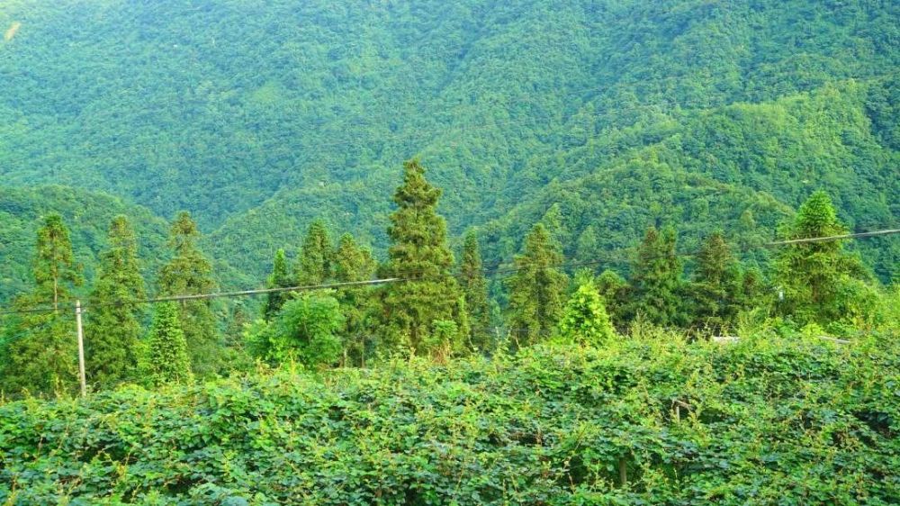 黃平獼猴桃產業奏響鄉村振興