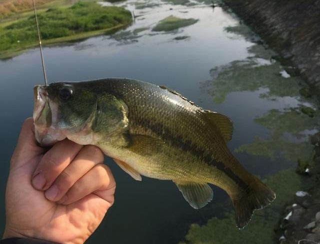 江苏一男子野河发现大量鲈鱼,半小时钓了30多条,这鱼能吃吗