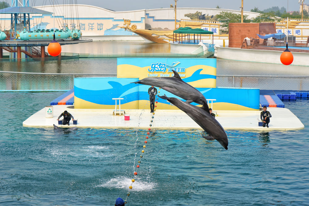 秦皇岛乐岛海洋王国:保姆级攻略