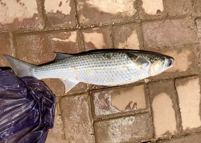 南京一河道鲻鱼"爆发",大的五六斤,有人每天打几十斤窝料