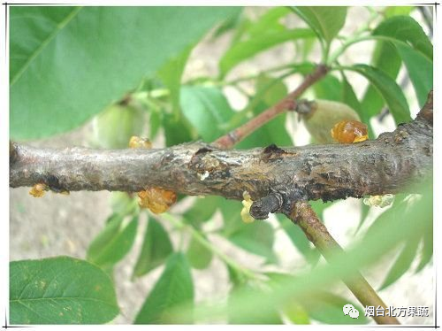 核果类果树流胶咋治?