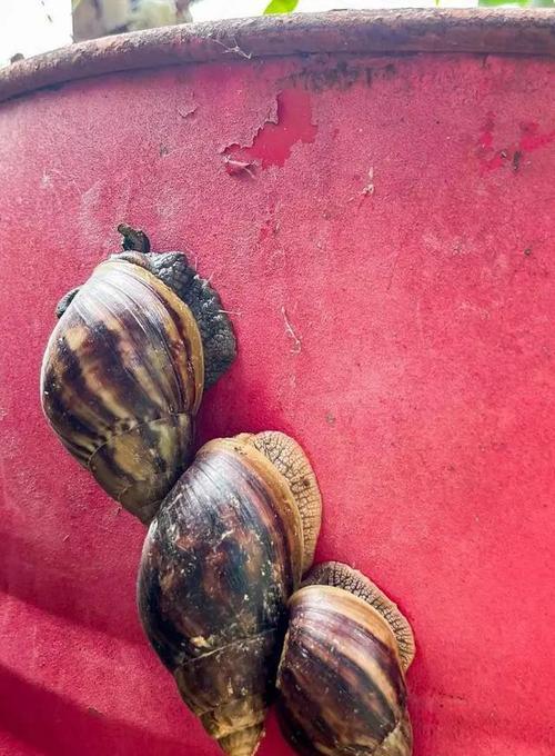 雨后出现的这种东西千万别碰 广东一地紧急提醒