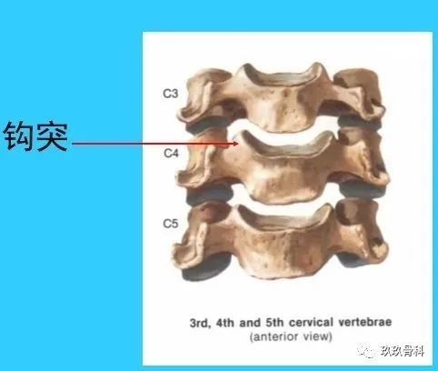 超實用脊椎解剖圖解收藏不虧