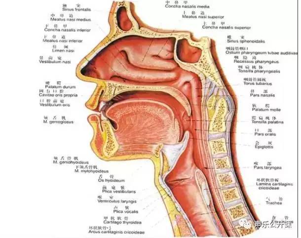 学唱歌要先建立歌唱通道
