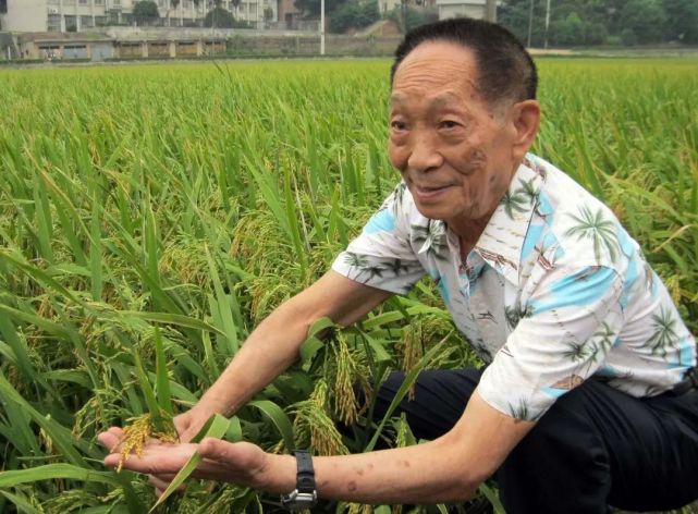 誰來養活中國記雜交水稻之父袁隆平