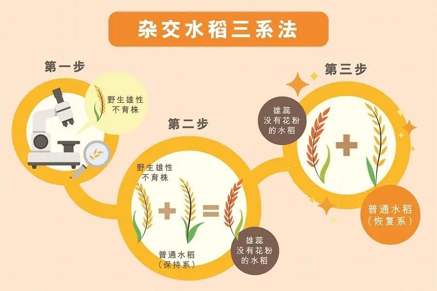 谁来养活中国?——记杂交水稻之父 袁隆平