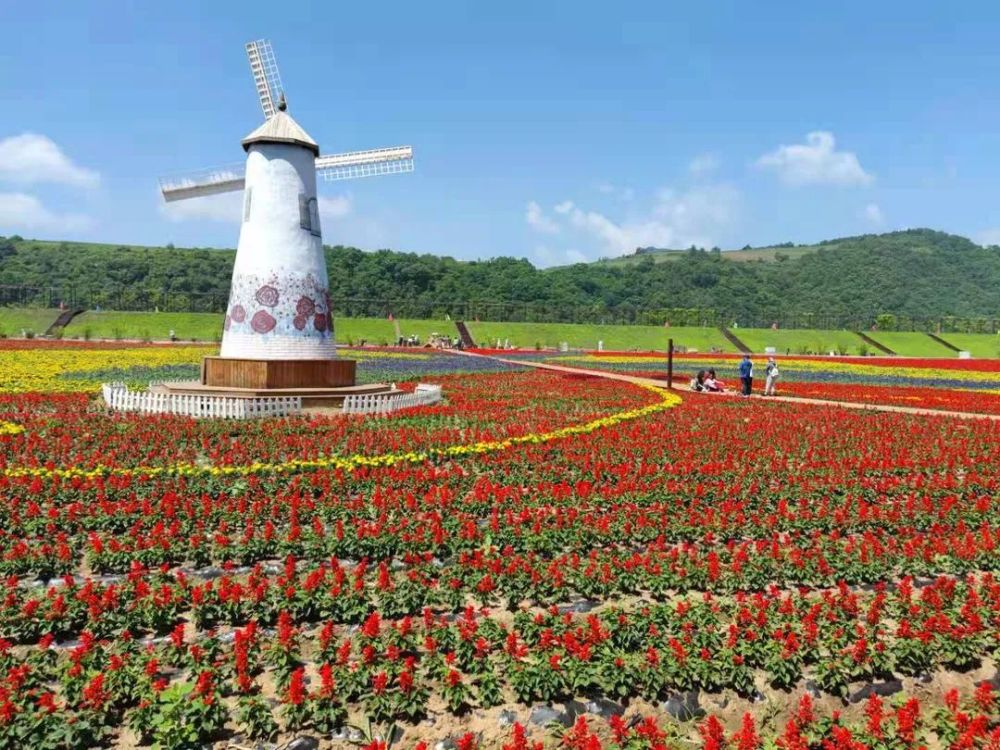 徜徉花的 海洋 遇见富美乡村 腾讯新闻