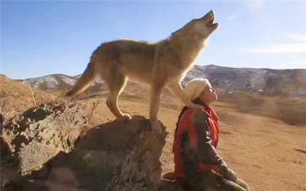 四川女孩李微漪把1匹狼当儿子对待后来怎么样了