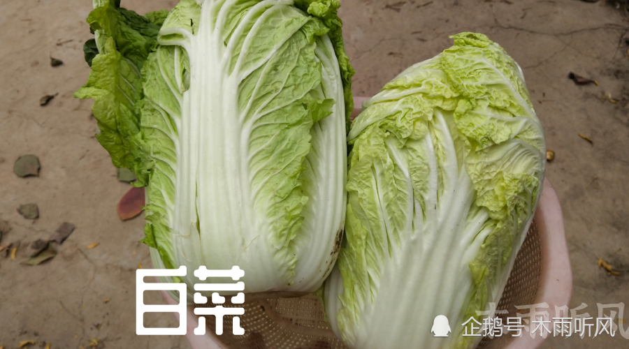 什么时间种植大白菜最好 不同的季节 种植管理技术各异 腾讯新闻