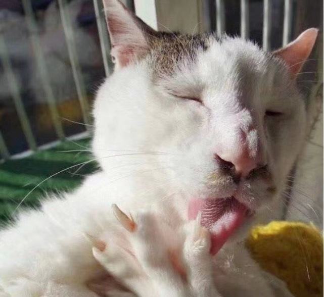 这么丑的猫咪你见过吗?