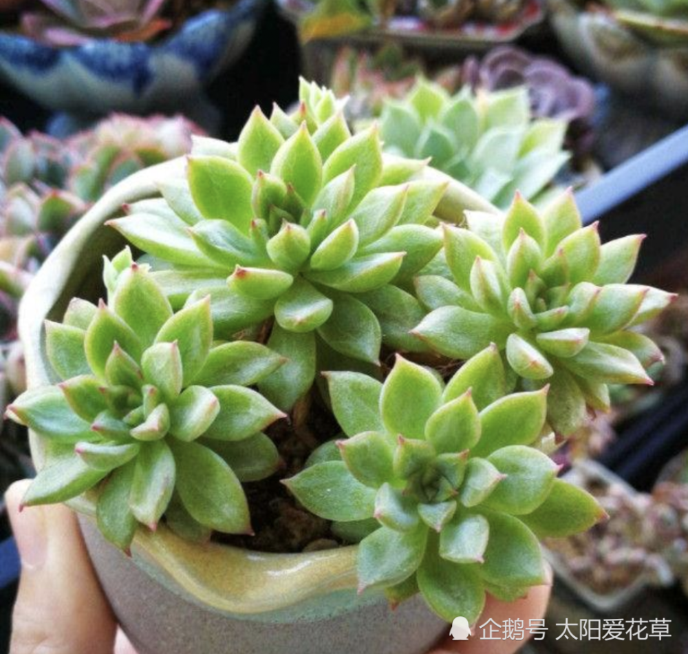 nvchu(女雏老桩图片)