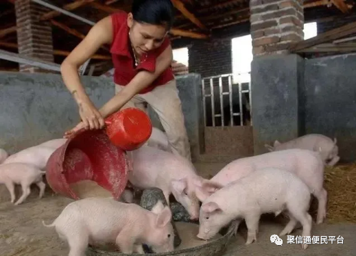 养猪快速催肥13招,掌握一半就够了