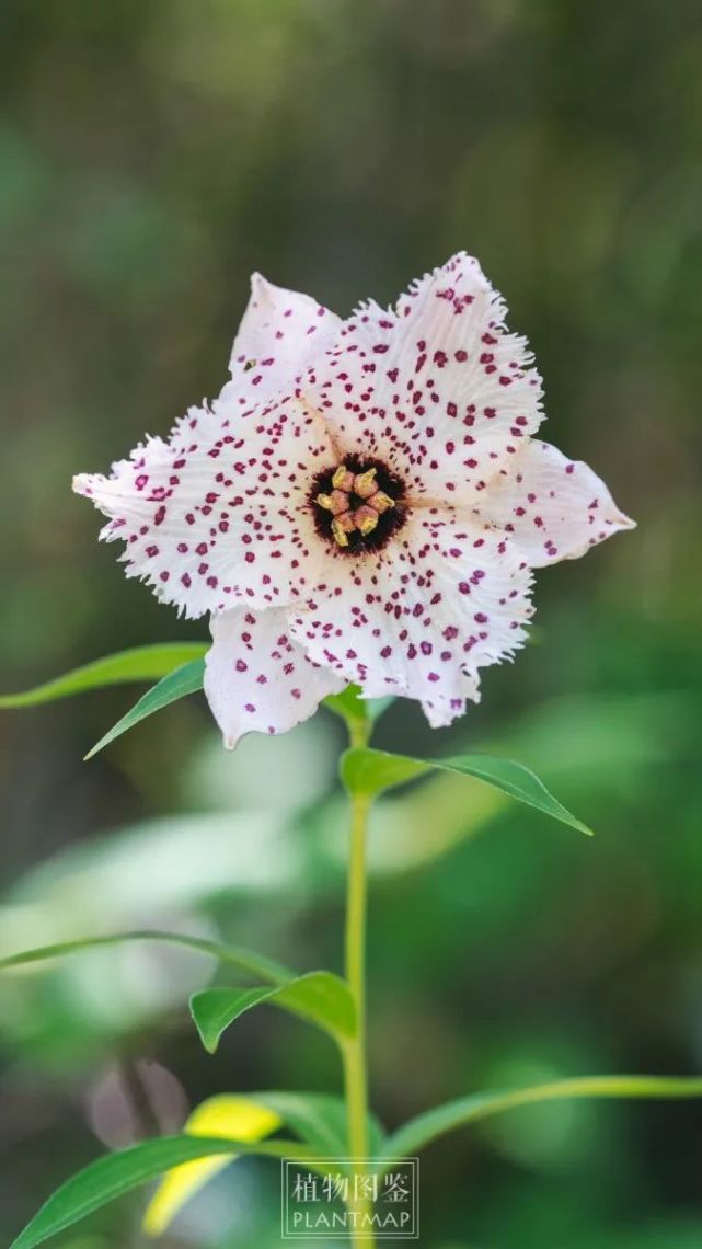 豹子花花如其名点着豹纹