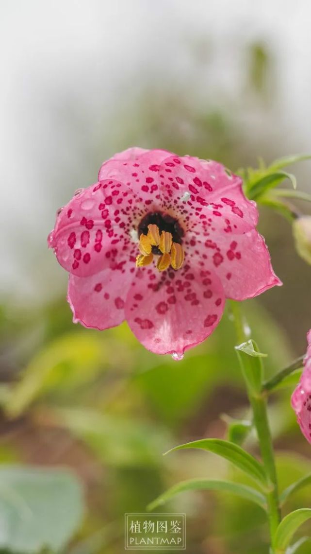 豹子花花如其名点着豹纹