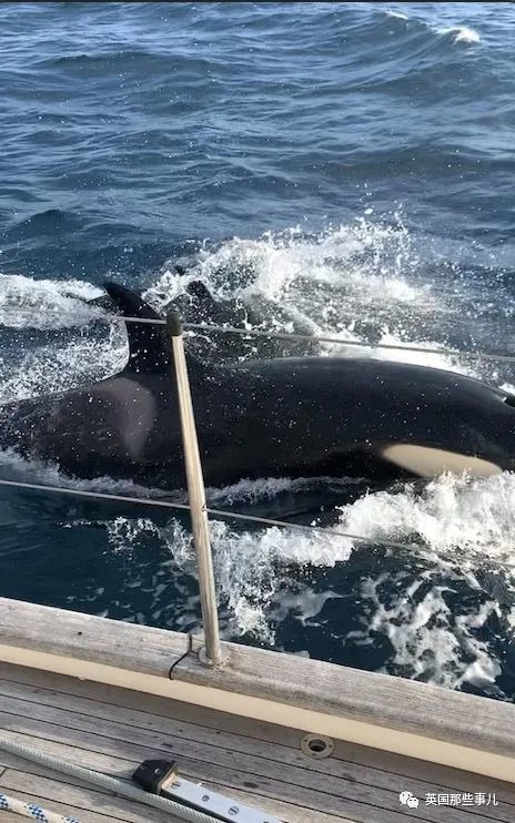 30多头野生虎鲸围攻人类船只险些船毁人亡!专家:是来复仇的!