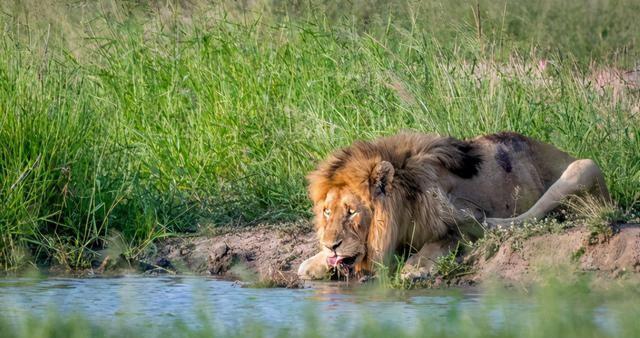 結語:動物世界裡的動物只要到了年邁,就只能淪為其他動物的口中餐,這