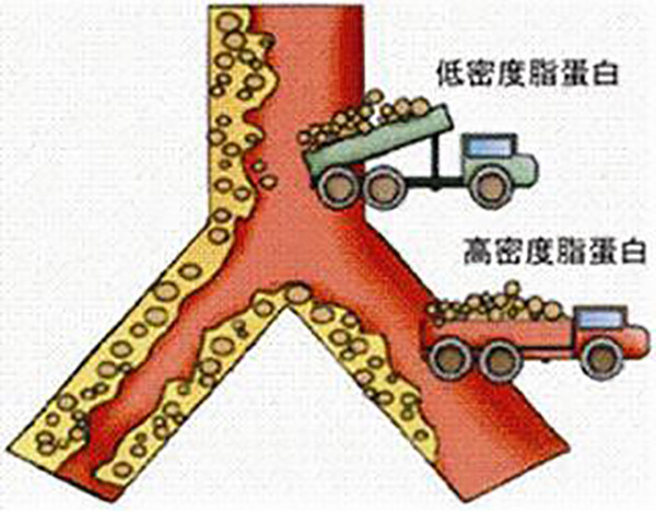 一套神奇回收系統, 只要是對身體有用的東西,都會經由腸肝循環來回收