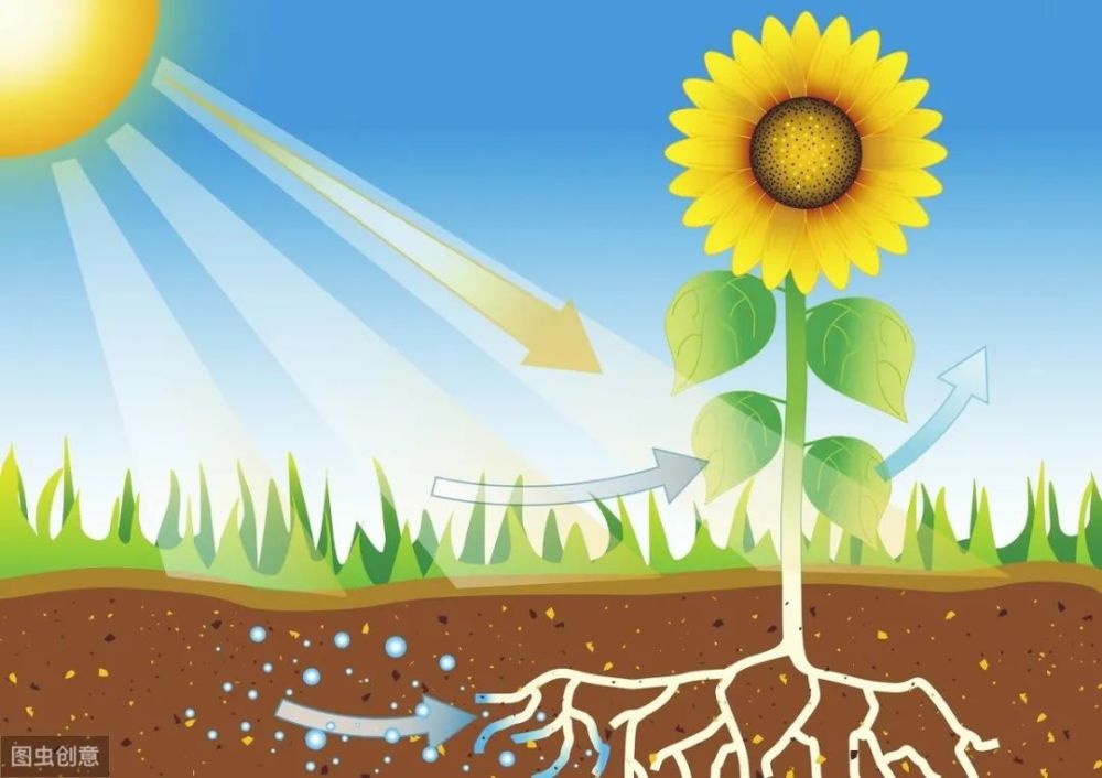 【教学参考】通往万物生长的源泉——光合作用的发现历程