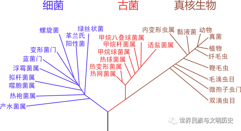 地球生物全系列 从单细胞到人类 细菌界概述 上 腾讯新闻