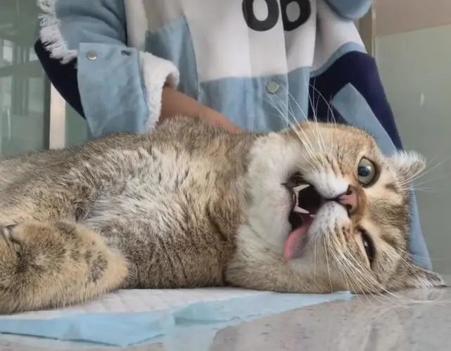 猫咪被麻醉之后没醒,连续拍几次,猫咪的反应让人笑喷
