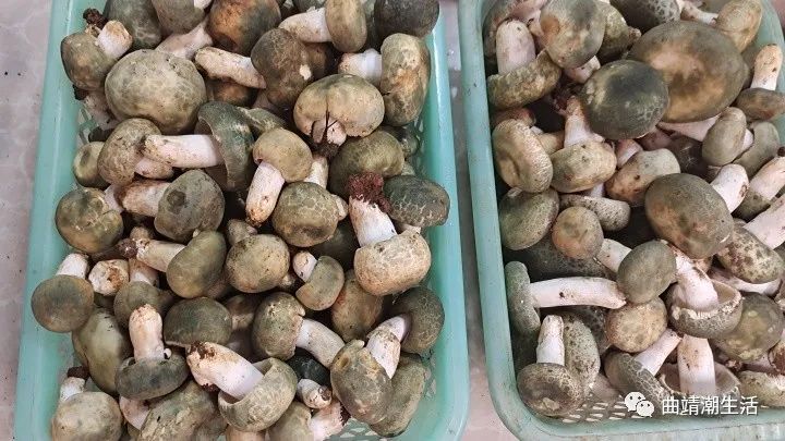 曲靖本地野生菌大量上市青头菌200左右公斤