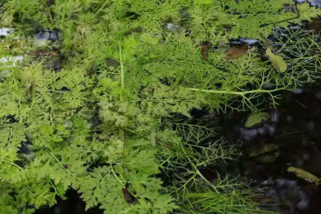 宁波植物|这种水沟边不起眼的蕨类,竟是国家重点保护植物