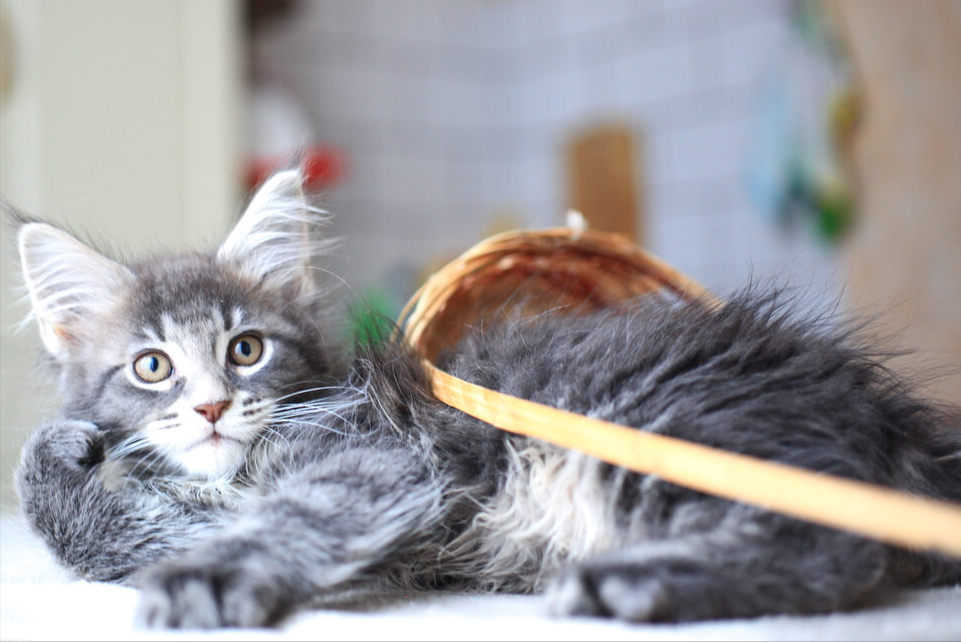 12元买了一只狸花猫还送一袋猫粮 半年后女孩不富裕了 腾讯新闻