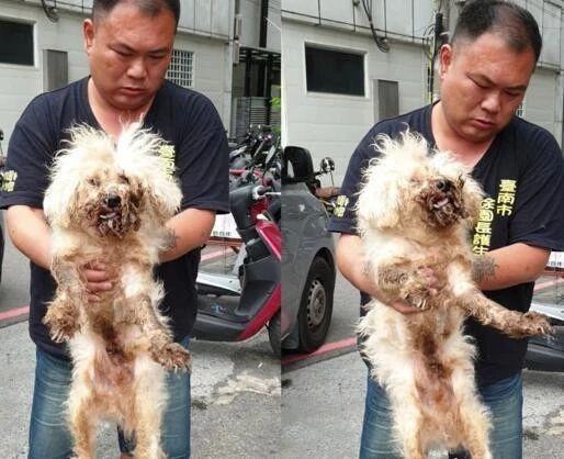 利用完就当垃圾扔掉!四肢变形的白色泰迪被弃路边等死