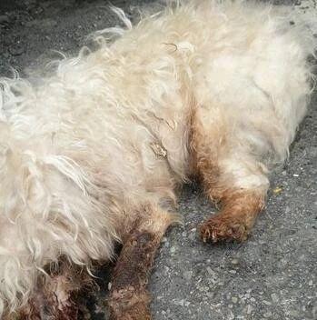 利用完就当垃圾扔掉!四肢变形的白色泰迪被弃路边等死