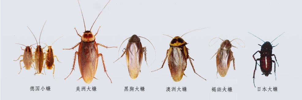 蟑螂生命力有多顽强,为什么说蟑螂不能踩死?