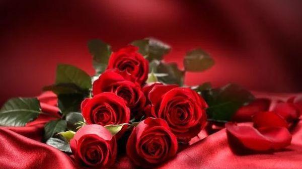 你喜欢哪种花 就是什么样的女人 腾讯新闻