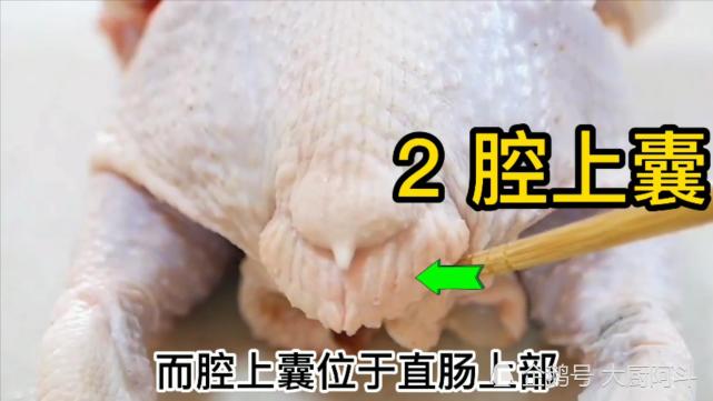 而腔上囊位于直肠上部,属于淋巴系统,也是鸡身上最重要的三大淋巴器官