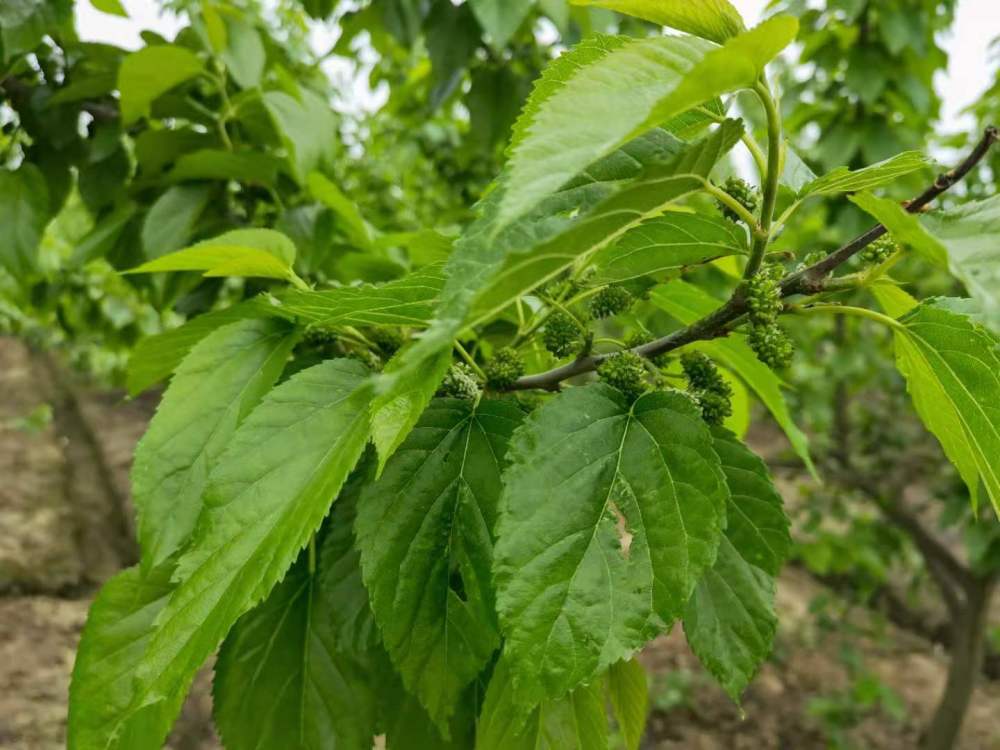 牛羊可以吃的桑树,丰驰桑,种一次能连续用30年,具有哪些特点?