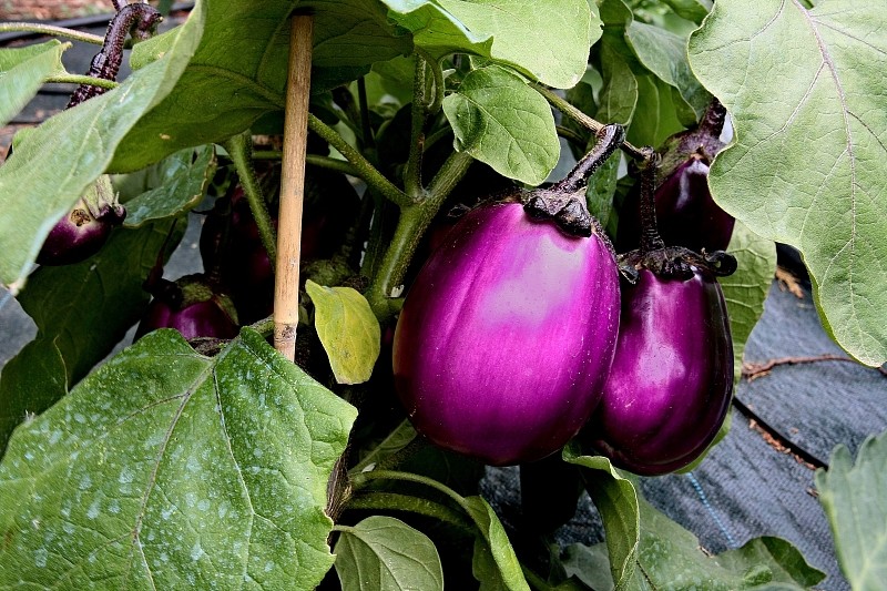 买茄子选圆茄子还是长茄子差别很大选对不选贵不花冤枉钱