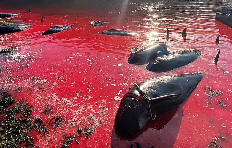 这才是真正的血海!丹麦渔民太残忍,175头领航鲸血洒大海