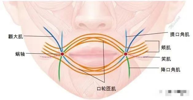 舌内外肌图片